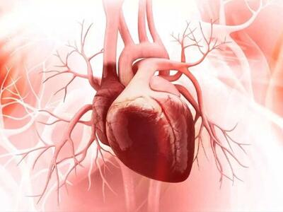  این خوراکی‌ها برای قلب شما مفید هستند