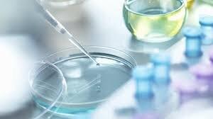  مغزهای کوچک آزمایشگاهی | این مغزهای چندمیلی‌متری می‌توانند به داروهای جدید و شناخت بیماری‌ها کمک کنند - کلبه سرگرمی