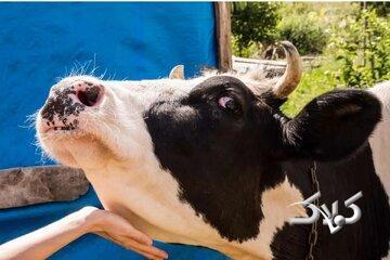 خبر فوری برای دامداران / واکسن تب برفکی وارد ایران شد! - مجله اینترنتی کولاک