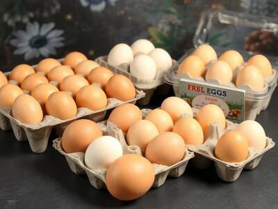 تخم مرغ امروز در بازار با کمبود مواجه شد؟ | قیمت تخم مرغ امروز جمعه 21 آذر 1404 + جدول قیمت