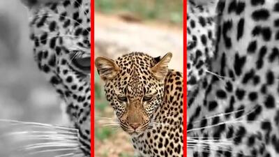  فیلم جلب توجه پلنگ توسط موجودی کوچک