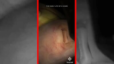  فیلم صحنه‌های نادر از جنین کوسه پلنگی