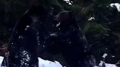  فیلم درگیری دو خرس در برف