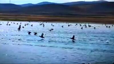  فیلم طبیعت زنده گلپایگان با پرندگان مهاجر