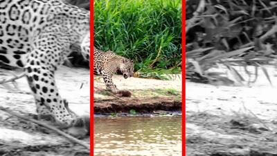  فیلم شکار بچه کاپیبارا توسط جگوار