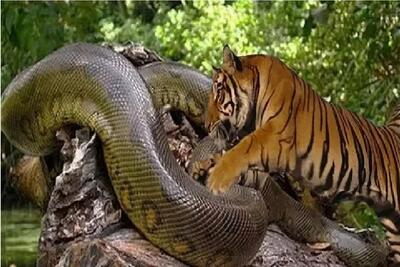  مستند حیات وحش/ ببر خطدار پیتون از وسط پاره کرد فکر بلع به سرش نزنه