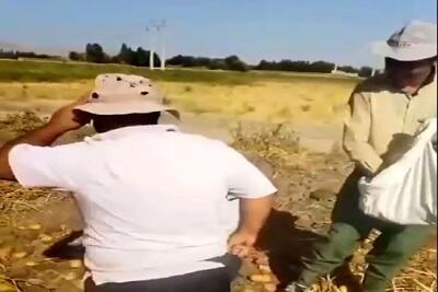  آواز شاد؛ پایکوبی مرد کشاورز وسط زمین و دوست جوگیرشم شاباش سیب زمینی میریزه رو سرش
