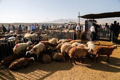  انتقاد دادستان کرمان از فروش دام زنده در ورودی‌های شهر کرمان / اعلام ضرب الاجل یک ماهه برای ساماندهی