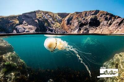 «اقیانوس با دیوید اتنبرو»؛ هشدار جدی برای نجات دریا‌ها