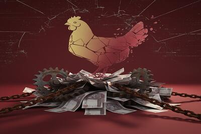 بحران «خودخوری» در مرغ داری‌ها جدی شد / وزارت جهاد صدای نماز میت مرغ داران را شنید؟