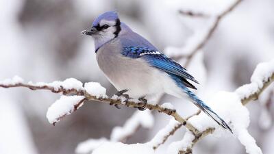  ورود سامانه بارشی غول پیکر از یکشنبه ۲۳ آذر/ آغاز کولاک و یخبندان در 20 استان