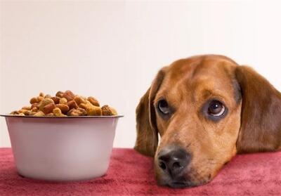 قاچاق 100 میلیاردی خوراک حیوانات خانگی در کردستان - تسنیم