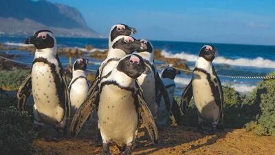 مرگ خاموش ۱۰ هزار پنگوئن‌های آفریقایی؛ قربانیان تازه تغییرات اقلیمی