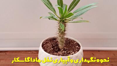 نحوه نگهداری و آبیاری نخل ماداگاسکار در زمستان و تابستان در خانه