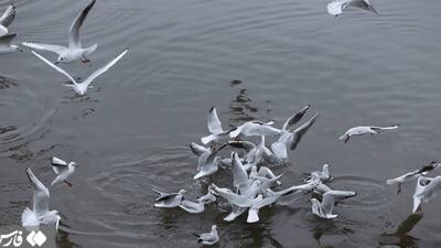  کاکایی  مهمان چشمه کیله تنکابن