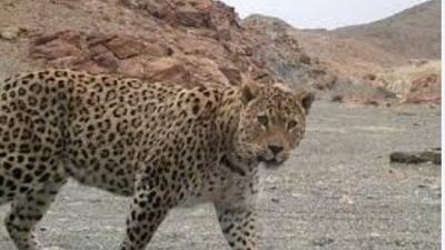  تصاویری زیبا از پلنگ ایرانی ماده با سه توله