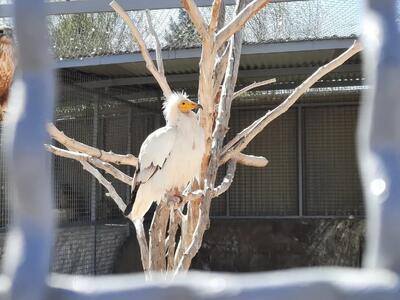  کافی‌شاپ دیروز، کلینیک حیات‌وحش امروز/ ماجرای پردیسان چیست؟