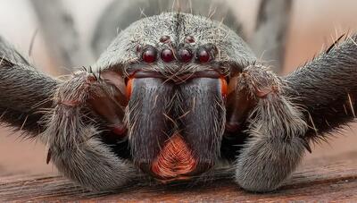 شکارچی مخوف در جنگل‌های بارانی اکوادور؛ ثبت جزئیات خیره‌کننده «هانستمن» با چشمان قرمز (+عکس)