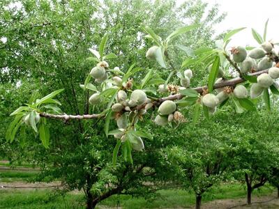  راهنمای کامل کاشت، پرورش و هرس درخت بادام