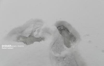 بارش پراکنده برف و باران در برخی نقاط تهران