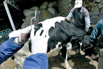 واردات ۲‌ میلیون دُز واکسن تب برفکی