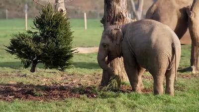 حیوانات در باغ‌وحش از خوراکی‌های ویژه کریسمس لذت بردند