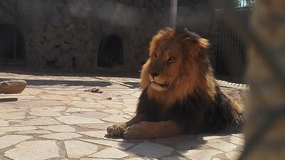 پشت پرده یک نمایش جنجالی در شیراز | آگهی فروش اینترنتی  ۱۱۰ توله شیر در ۱ سال + ویدئو