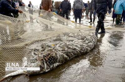  افزایش ۱۶ درصدی صید ماهیان استخوانی در گیلان