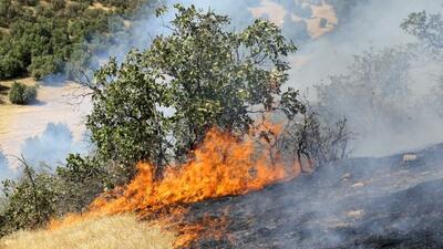۲۰ درصد جنگل الیت براثر حریق خسارت دیده است/ عامل انسانی، علت ۹۰ درصد آتش‌سوزی‌ها