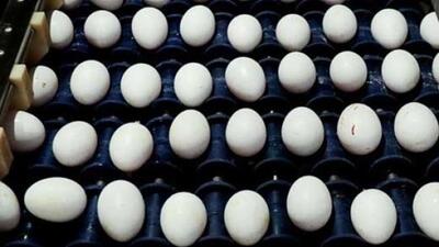 قیمت جدید تخم مرغ اعلام شد