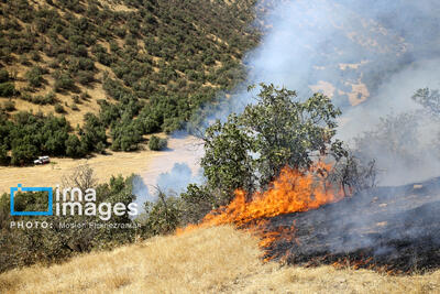 ۲۰ درصد جنگل الیت براثر حریق خسارت دیده است/ عامل انسانی، علت ۹۰ درصد آتش‌سوزی‌ها