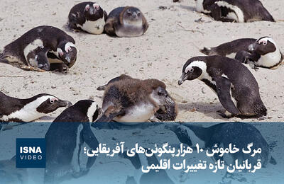 ویدیو/ مرگ خاموش ۱۰ هزار پنگوئن‌های آفریقایی؛ قربانیان تازه تغییرات اقلیمی