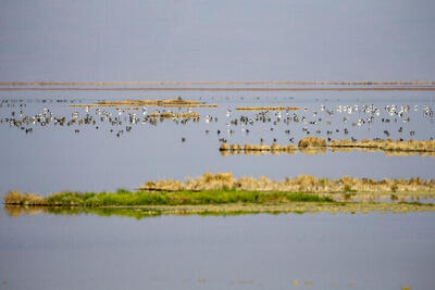  تامین حق‌آبه برای تالاب یا گرد و غبار برای شهر؟