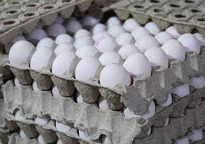 عرضه تخم مرغ بالاتر از ۷۵۰۰ تومان غیرقانونی است؛ بازار در لبه پرتگاه
