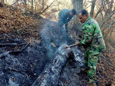 الیت دوباره سبز می‌شود؟ بررسی خسارت‌های آتش‌سوزی در قلب جنگل‌های هیرکانی