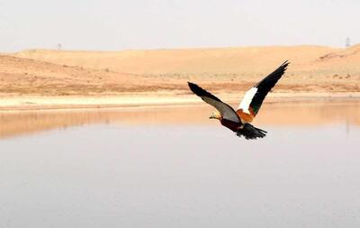 هشدار درباره خشکی تالاب‌های قم؛ خطر تبدیل به کانون‌های گردوغبار در کمین است