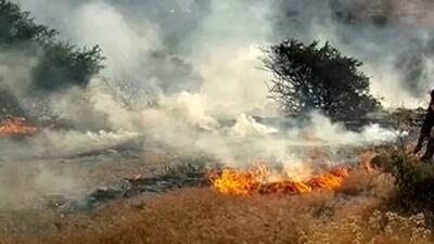 آمار تکان‌دهنده آتش‌سوزی‌های کشور؛ ۱۸۳ هزار هکتار جنگل سوخت