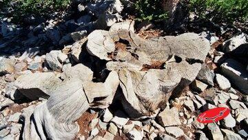  قطع کردن درخت ۵ هزار ساله با یک اشتباه شوک‌آور / مرگ دردناک درختی که قبل از اهرام مصر متولد شده بود - کلبه سرگرمی