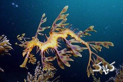 ویدیو| این اژدها لباسی از برگ و علف به تن می‌کند - مجله اینترنتی کولاک