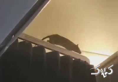 مشاهده موش غول‌پیکر صحرایی داخل کابین هواپیما | واکنش مسافران را ببینید - مجله اینترنتی کولاک