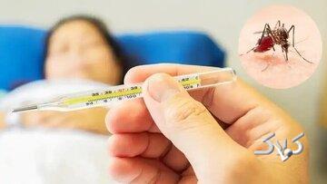 از ابتدای سال ۱۱۰۷ بیمار مبتلا به تب دنگی در کشور شناسایی شد/ صید پشه آئدس در ۱۱ استان - مجله اینترنتی کولاک