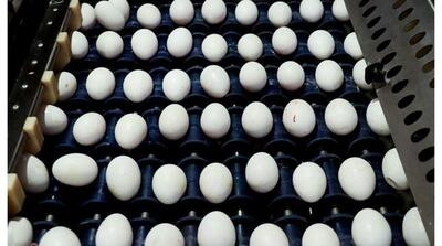 قیمت جدید تخم مرغ اعلام شد - مردم سالاری آنلاین