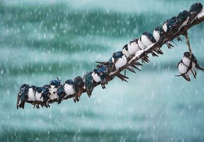بارش برف و باران در ۱۶ استان