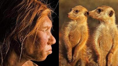 میگنا - انسان‌ها رتبه چندم را در وفاداری بین پستانداران دارند