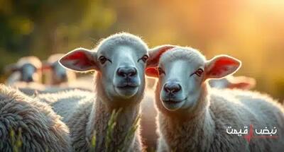 بیماری خطرناک در میان دام‌های زنده در حال شیوع است؟ | قیمت دام زنده امروز شنبه 22 آذر 1404 + جدول قیمت