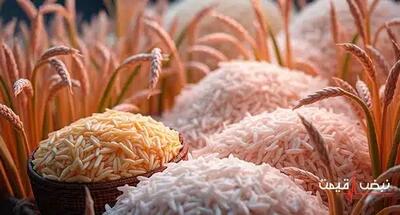 برنج ایرانی امسال کمبود دارد دولت چه برنامه‌ای دارد؟ | قیمت برنج ایرانی امروز شنبه 22 آذر 1404 + جدول قیمت