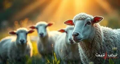 پیش بینی تکان دهنده قیمت دام زنده در سال 1404 آیا بحران در راه است؟ | قیمت دام زنده امروز 22 آذر 1404+ جدول قیمت