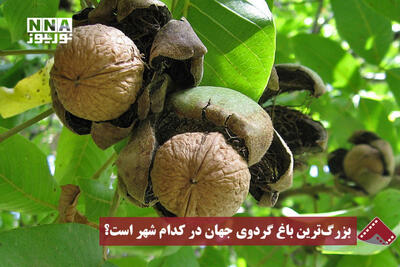  نورنما | بزرگ‌ترین باغ گردوی جهان در کدام شهر است؟