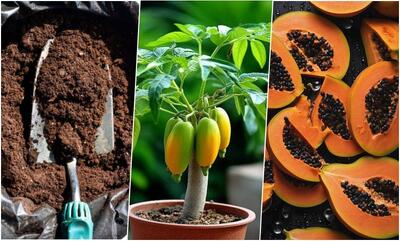  آموزش کاشت پاپایا در گلدان + روش نگهداری