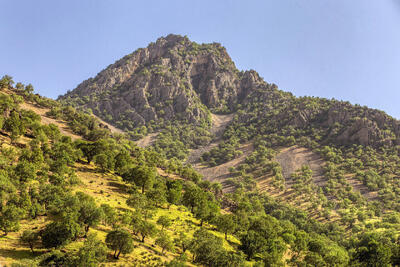 بی‌اطلاعی کارشناسان از سند جنگلداری زاگرس